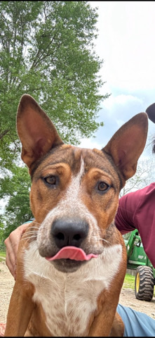 Sweet natured pitbull mix