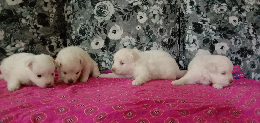 Pomeranian – pomerian puppies of one month old