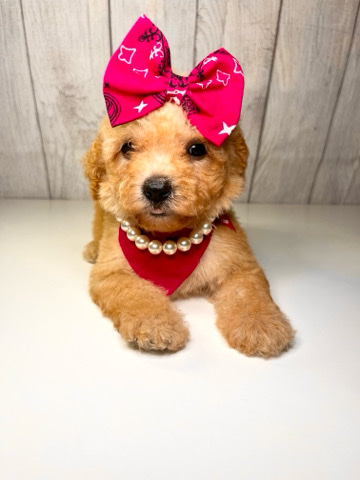 Poodle – Toy Poodle Puppy