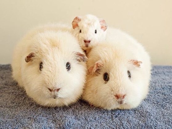 American – Guniea pigs – Kent