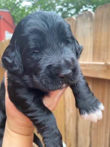 Golden Retriever – goldendoodle male