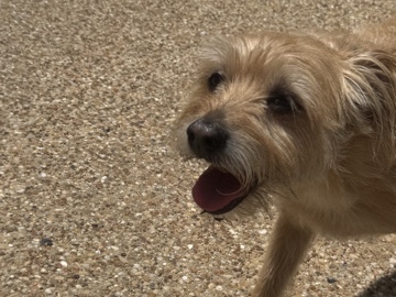 Mixed Breed – Scout – Southlake