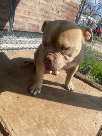 American Bulldog – Sell $200