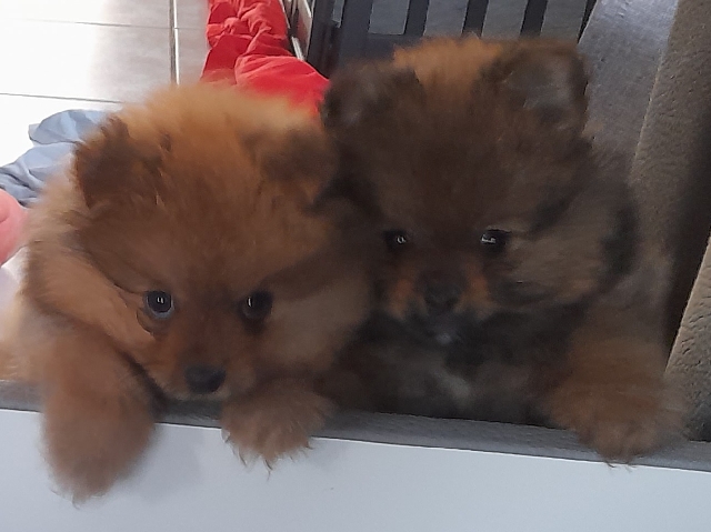 Image of Finnish Spitz