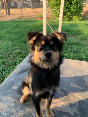 Miniature Australian Shepherd – Mini Aussie looking to Rehome