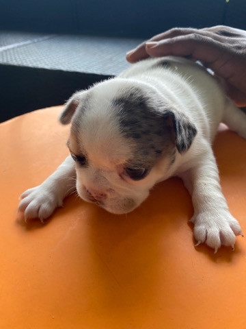 French Bulldog – Frenchies