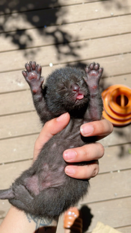 baby kittens