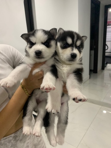 Siberian Husky – Siberian Husky Wolly