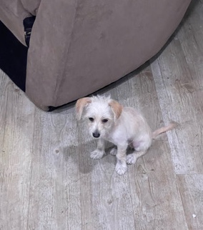 Chihuahua – chorkie (chihuahua yorkie mix)