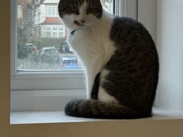 Need to rehome my male cat – London
