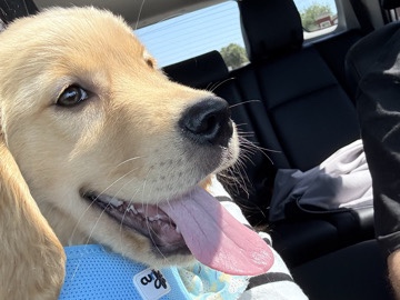 Golden Retriever – 4 Month old Golden Retriever Puppy – North Fort Myers