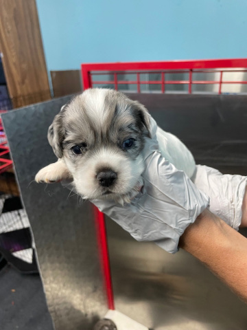 English Cocker Spaniel – Furbabies