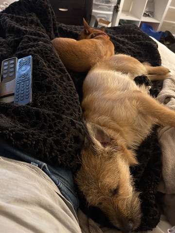 Chihuahua – Hawai brother and sister Chihuahua/beagle/terrier