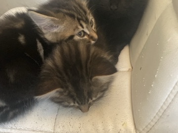 Norwegian Forest cat – Woodforest kittens