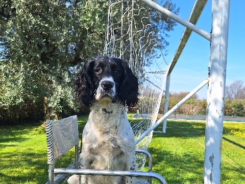 English Setter in Saline