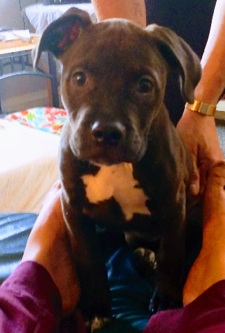 American Pit Bull Terrier – pitbull puppies