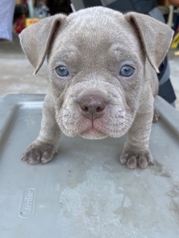 American Bulldog – exotic Bullies
