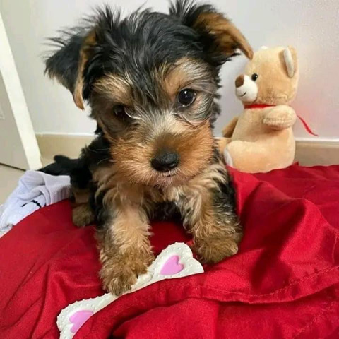 teacups yokies for sale near me