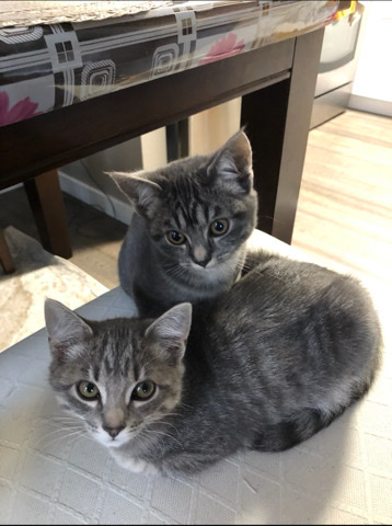 Cats