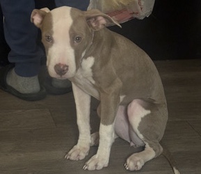 American Pit Bull Terrier – American PitBull female puppy needs home SOON! – Dallas