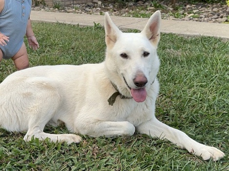 German Shepherd – AKC German Shepherd named Jireh – Huntington