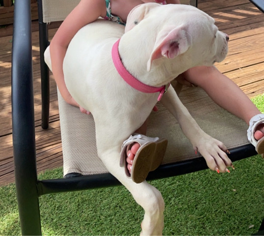 Dogo Argentino – Kida