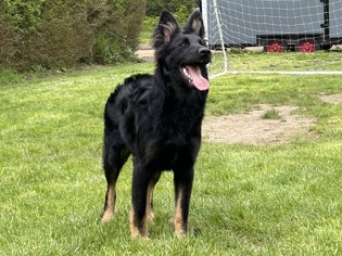 German Shepherd – long hair German Shepard