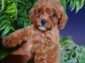 All - toy poodles available for adoption in Dubai