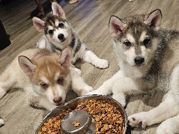 Siberian Husky – 75%Husky 25% Norwegian Elk Hound Puppys – Cocoa