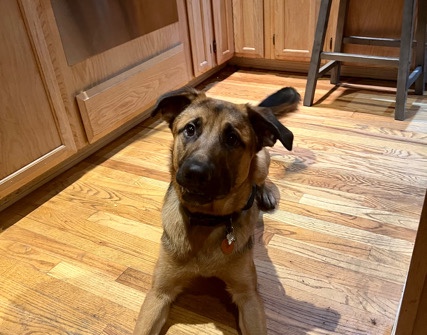 German Shepherd – Looking for a great home for this German shepher