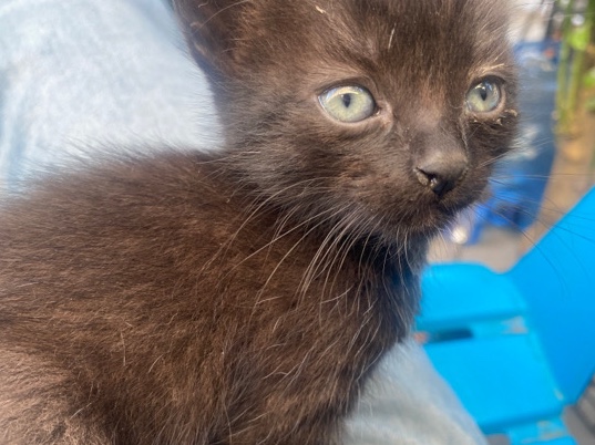 free kitten :)