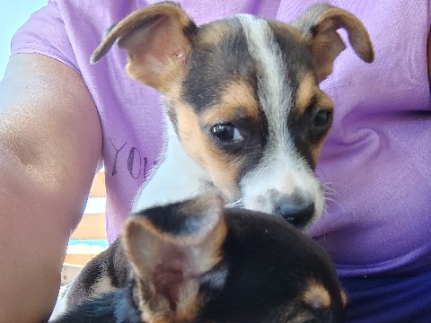Chihuahua – chihuahua – Mililani