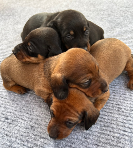 Dachshund – puppies