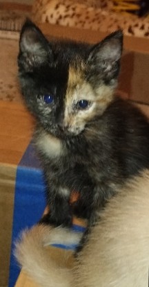 female KITTEN