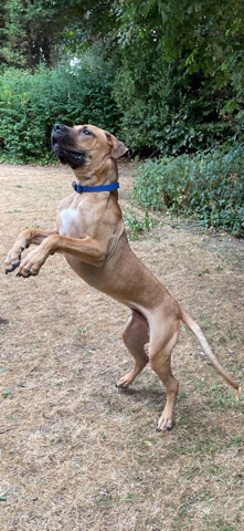 Bullmastiff – Puppy Male mastiff