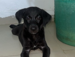 Labrador Retriever – Black Labrador Retriver Mix Female Dog – Noida