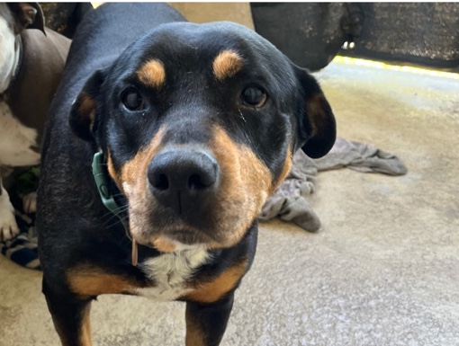 Please help me find Harley(Quinn) a new home ASAP