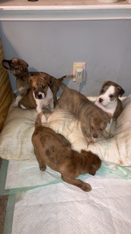Catahoula mixed with bully terrier