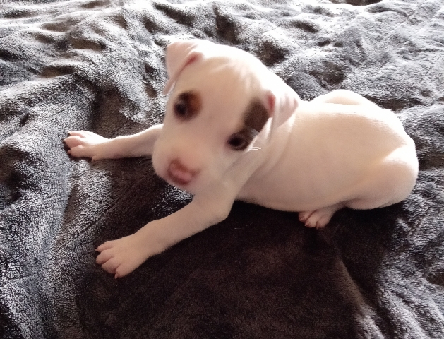 American Pit Bull Terrier – Pitbull puppies