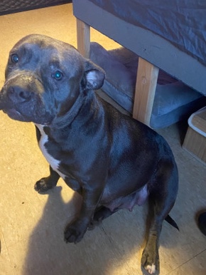 American Pit Bull Terrier – puppies on the way….mom RUBY BLUENOSE/BULLY… dad ZEUS BLUENOSE/BULLY BOTH well trained