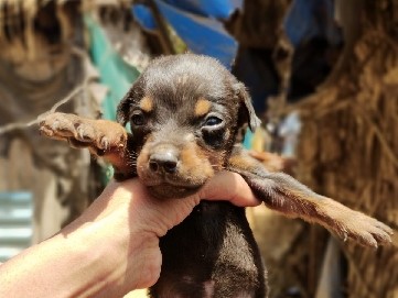 Doberman Pinscher – Friendly Doberman Pinscher – 30 Months Old in Dahanu – Saravali