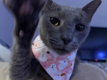 American Shorthair – Meet Athena - Your New Sweet Companion – Jacksonville