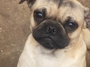 Pugs For Sale 