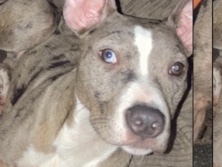 Mixed Breed – Female black tri merle apbt x bully – Norwich