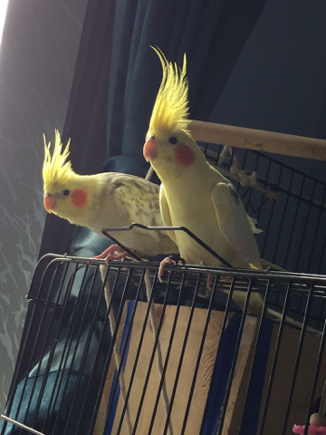 cockatiels 