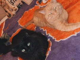 Two loving cats – Canton