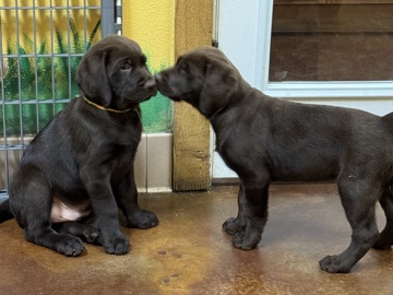 Labrador Retriever – AKC Labrador Chocolate Puppies – Seffner