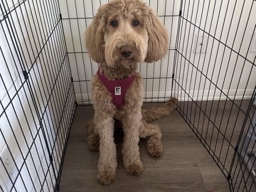 Goldendoodle – Goldendoodle – Santa Clarita