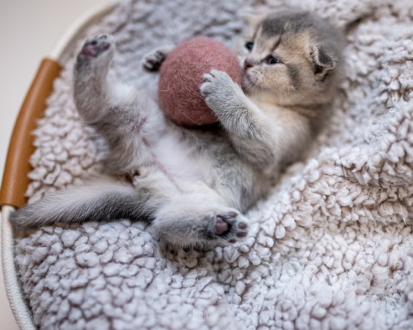 Scottish Fold – Scottish fold kittens