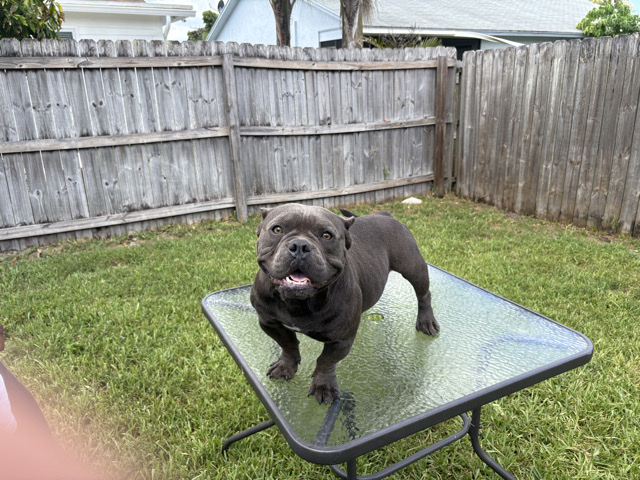 Bull Terrier (Miniature) – Micro bully – Lake Wales